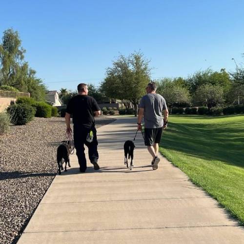 Dog Aggression Training