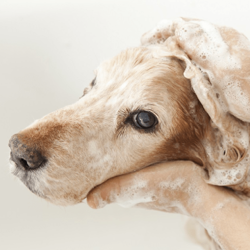 Dog Grooming